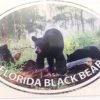 Auto-Graphs Florida Black Bear Decal