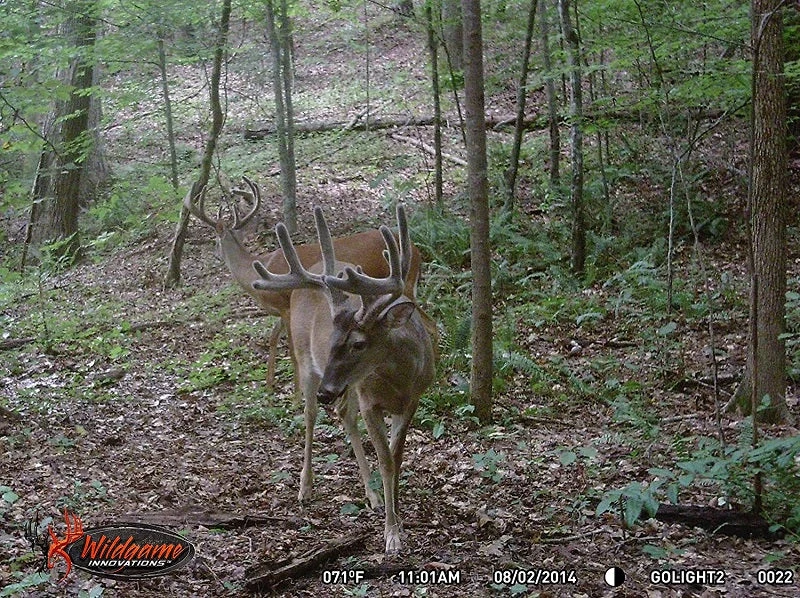 Wildgame Innovations Wildgame Cloak 4 Lightsout Trail Camera K4B1 7 Wildgame Innovations Wildgame Cloak 4 Lightsout Trail Camera K4B1